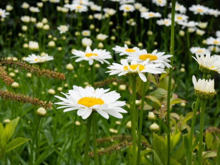 Daisies in Field